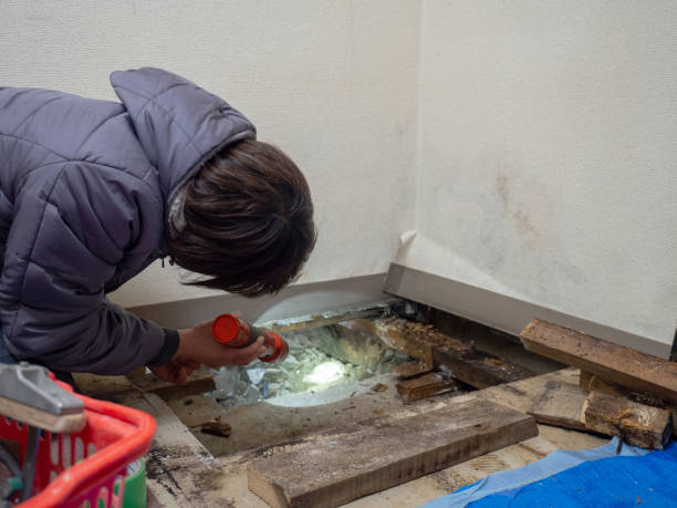 Best Dehumidification Services  in Spencerville, OH