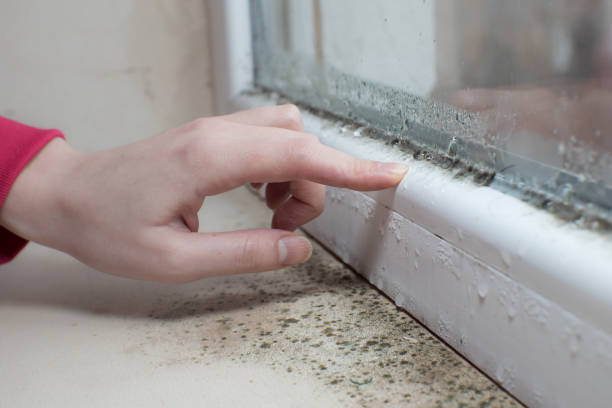 Best Comprehensive Air Testing for Mold Contaminants  in Spencerville, OH