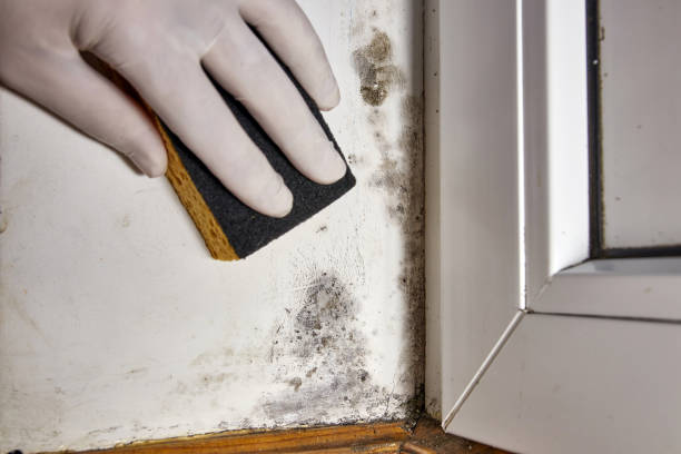 Best Black Mold Removal  in Spencerville, OH